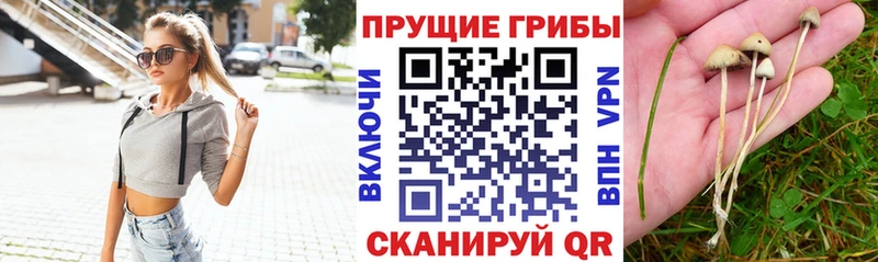 Галлюциногенные грибы Psilocybine cubensis  Верхняя Тура 